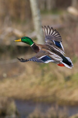 Obraz premium Mallard drake taking flight