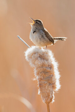 Marsh Wren Singing