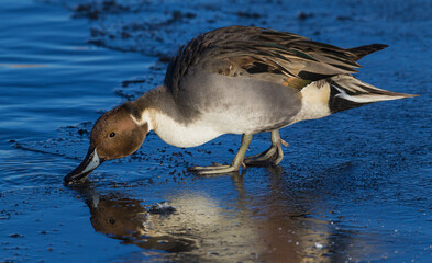 Northern pintail drake, feeding at edge of ice