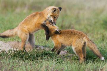 Red kit fox playing near safety of den