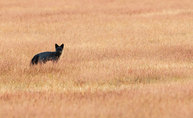 Red fox, black phase