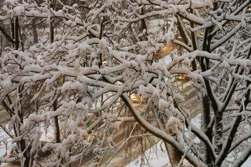 Snow on the branches. In the background city street with driving cars.