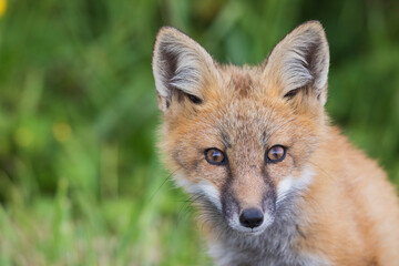 Red fox, curious youngster