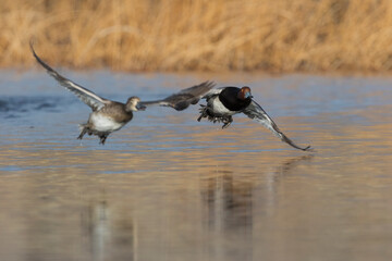 Redhead ducks taking flight