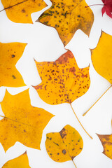 Naklejka premium autumn leaves on a white background