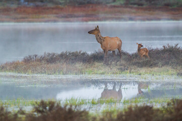 Cow elk with newborn calf