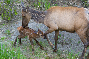 Newborn elk calf, first bath