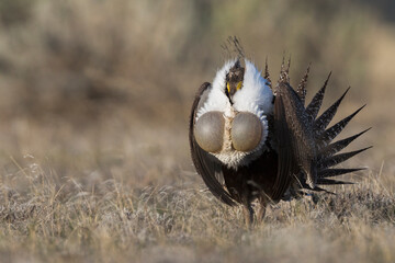 Greater Sage-Grouse, courtship display