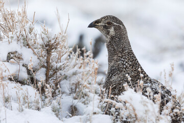 Greater Sage-Grouse hen
