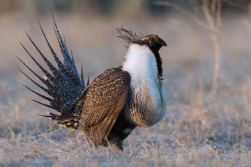 Greater Sage-Grouse, courtship dance