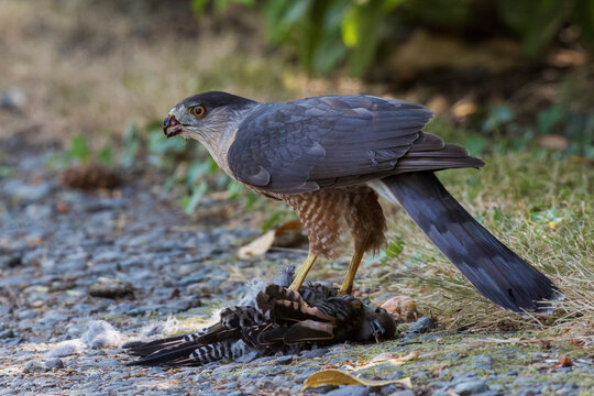 Sharp-shined hawk with meal (red-shafted flicker