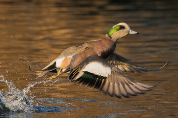 American wigeon taking flight