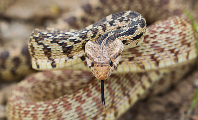 Bull snake, non-venomous