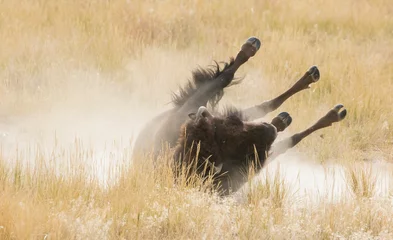 Fototapeten Dust bathing bison © Danita Delimont