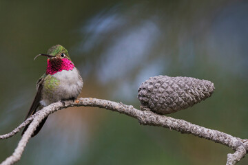 Broad-tailed hummingbird © Danita Delimont