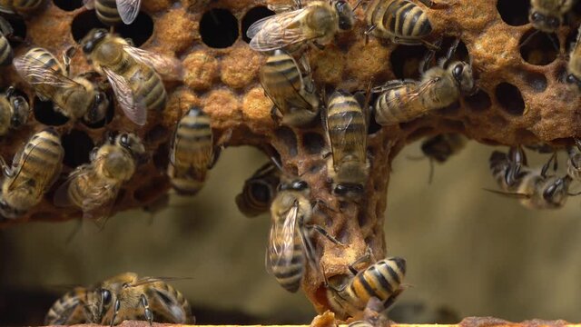 Queen cells along the edges of the combs, Swarm Cells. Swarming, Hive is preparing to swarm. Beekeeping or apiculture. Bee colony in hive