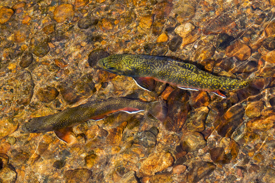 Brook trout, spawning season