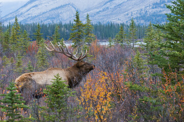 Naklejka na ściany i meble Bull elk, mountain autumn color