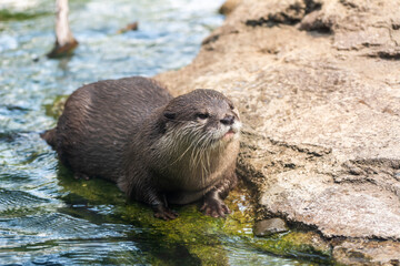 Fototapeta premium Asian small-clawed otter (Aonyx cinereus)