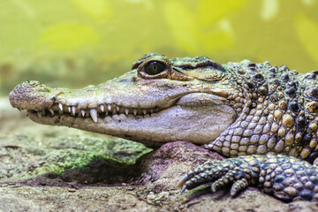 Head of Philippine crocodile (Crocodylus mindorensis)