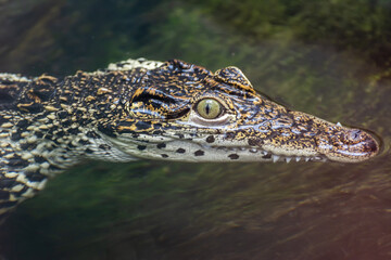 Head of Cuban crocodile (Crocodylus rhombifer) sticking out of water.