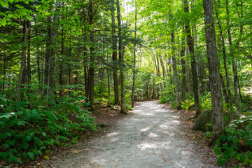 Footpath of Sabbaday Brook Trail in the White Mountain National Forest in New Hampshire