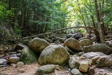 Landscape along the Sabbaday Brook Trail in the White Mountain National Forest in New Hampshire, USA.