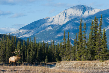 Bull elk and the Canadian Rockies