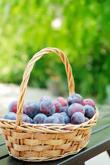 Plum harvest. Plums in a wicker basket on the wooden table. Harvesting fruit from the garden.