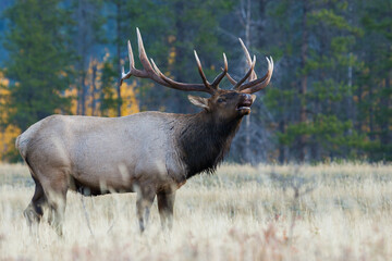 Rocky Mountain bull elk