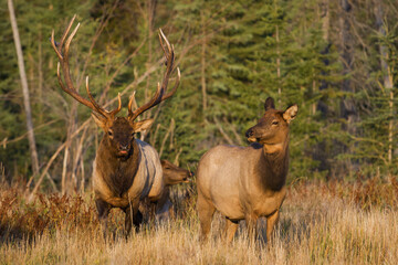 Bull elk courting cow elk