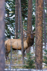 Bull elk in thick forest