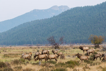Rocky Mountain elk herd