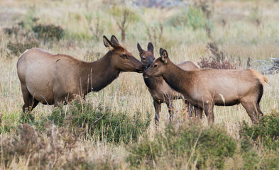 Rocky Mountain elk meeting