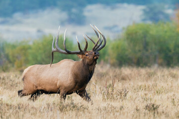 Naklejka na ściany i meble Rocky Mountain bull elk
