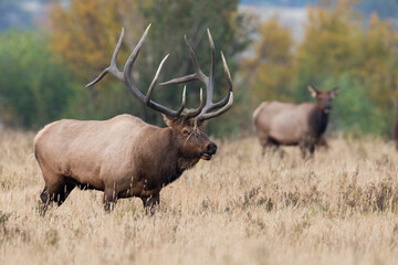 Rocky Mountain bull elk strutting