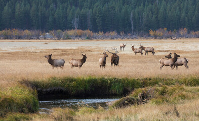 Rocky Mountain elk herd in Autumn