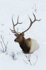 Bull elk, deep snow