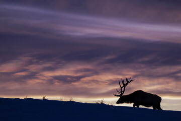 Bull elk, winter sunset