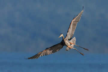 Great blue heron alighting