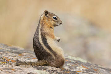 Golden-mantled ground squirrel