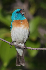 Lazuli bunting singing