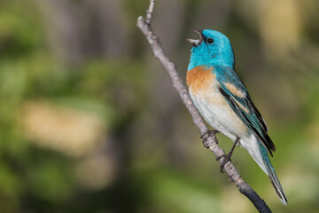 Lazuli bunting singing