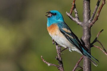 Lazuli bunting singing
