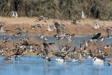 Large mixed flock of waterfowl taking flight