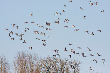 Flock of Northern pintails and a couple mallards