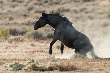 Fototapeta na wymiar Dust bathing stallion