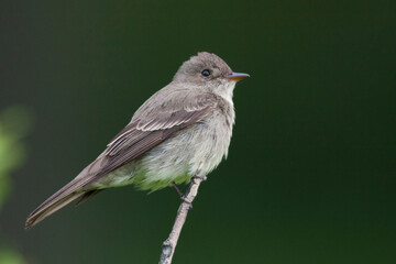 Western wood-pewee