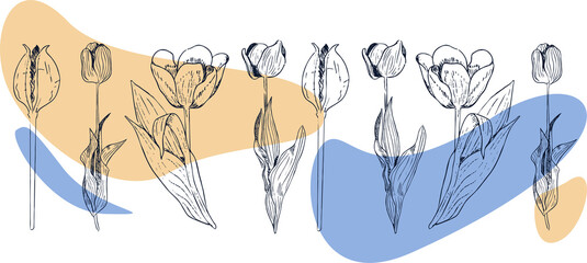 set of illustrations contours tulips. Vector illustration