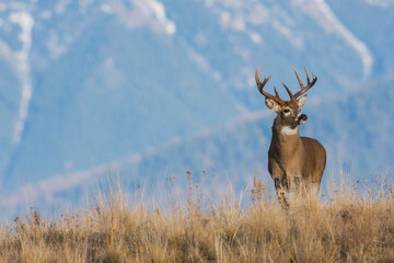White-tailed deer buck, Western Plains